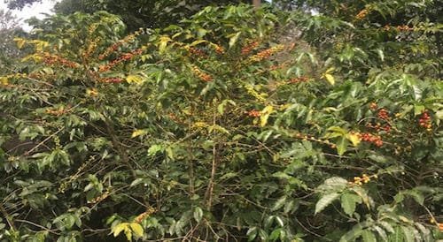 Coffee fruit turning red