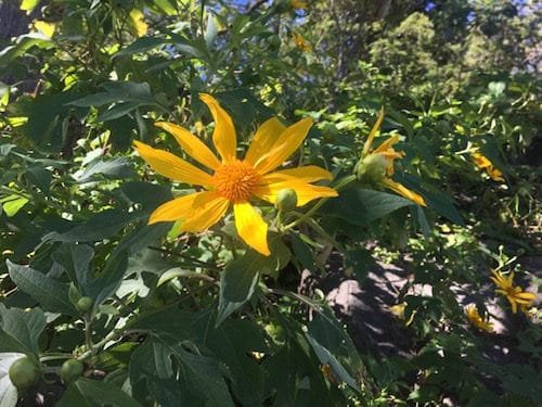 Yellow flowers dot the hillsides